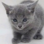 みつきねこ