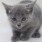 みつきねこ